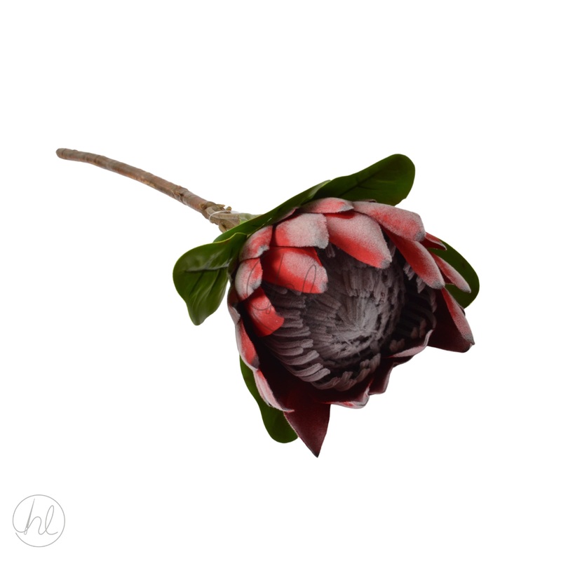 FLOWER PROTEA RED FREE